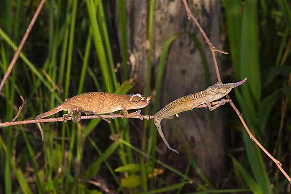A pair of long-nosed chameleon