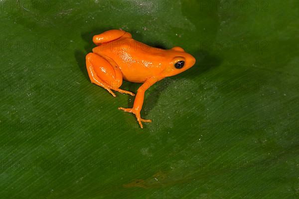 Golden Mantella