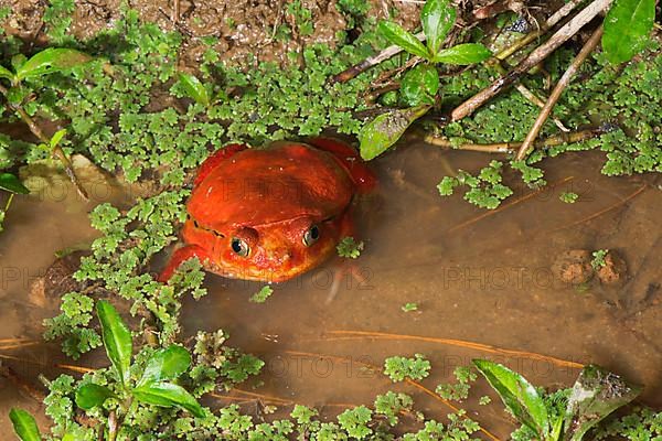 Tomato frog