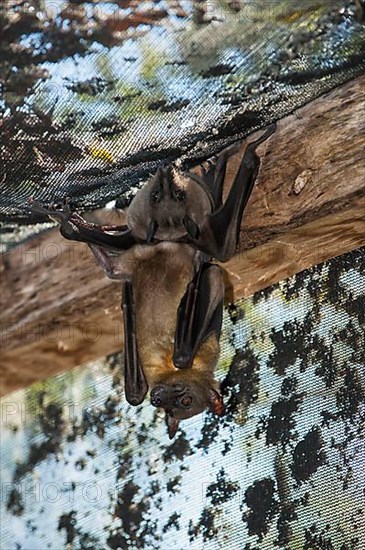 Madagascar Flying Fox or Madagascar