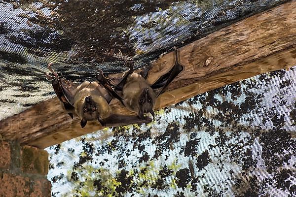 Madagascar Flying Fox or Madagascar