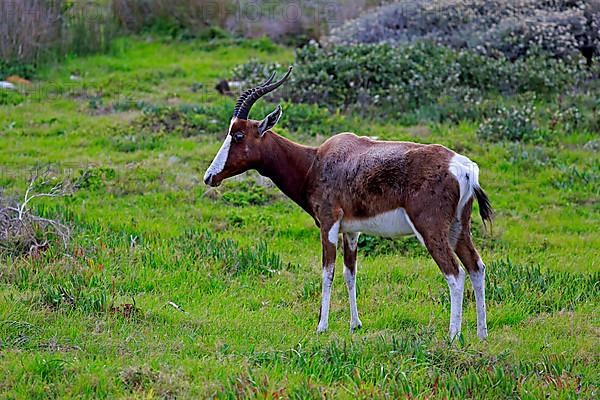 Bontebok