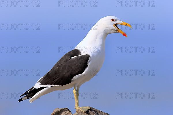 Kelp Gull