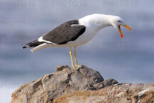 Kelp Gull