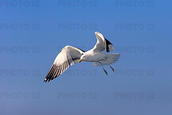 Kelp Gull