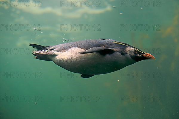 Southern rockhopper penguin