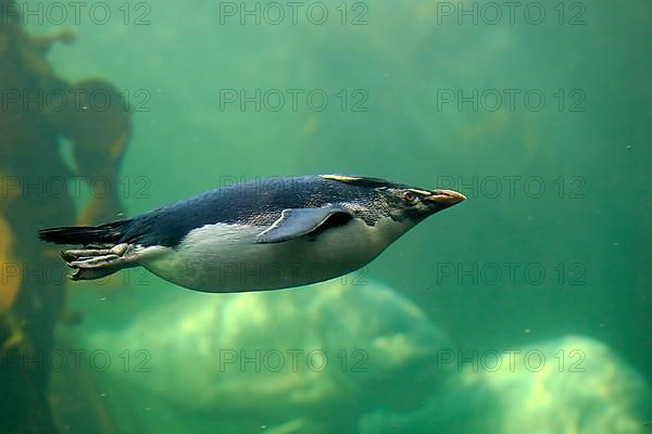 Southern rockhopper penguin