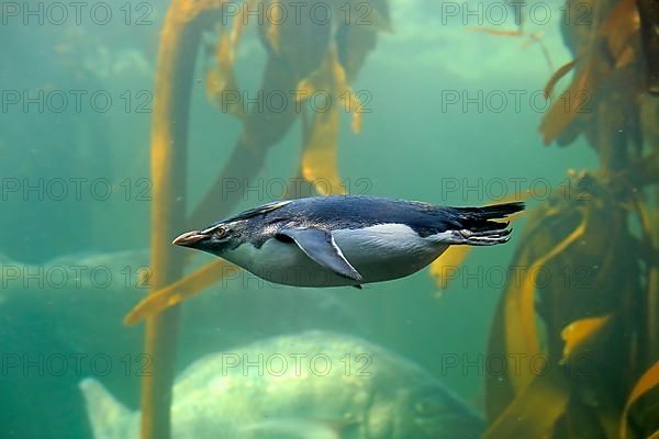 Southern rockhopper penguin