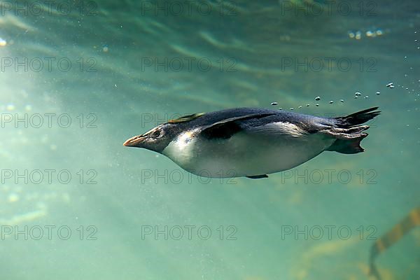 Southern rockhopper penguin