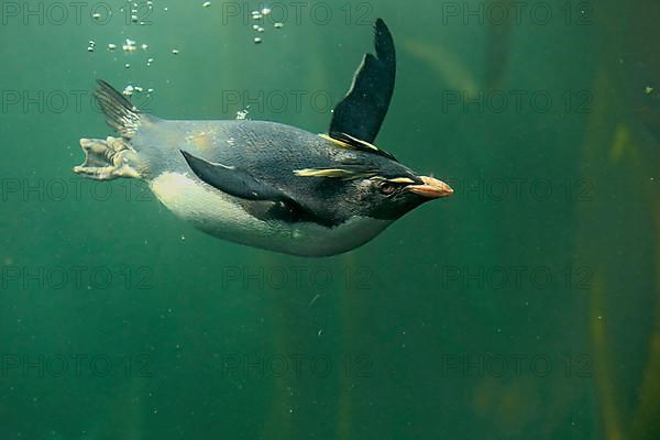 Southern rockhopper penguin