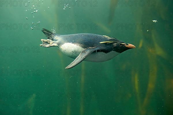 Southern rockhopper penguin