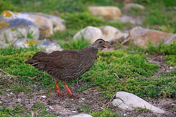 Cape Francolin