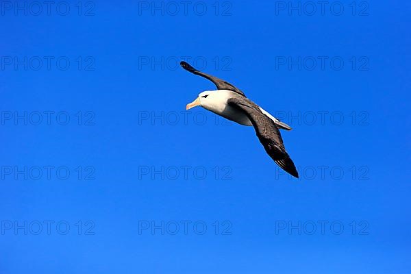 Black-browed albatross