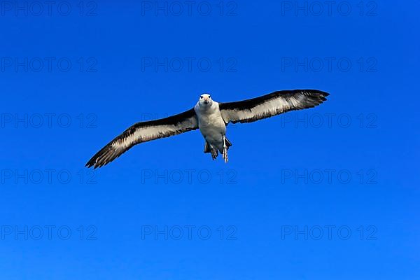 Black-browed albatross