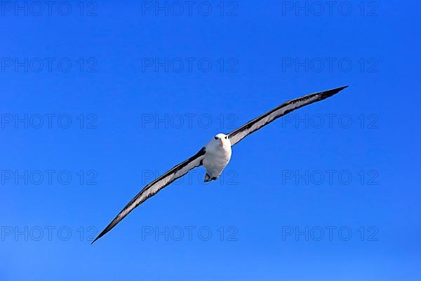 Black-Browed Albatross