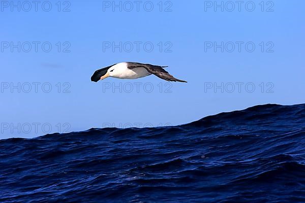 Black-Browed Albatross