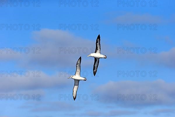 Black-Browed Albatross