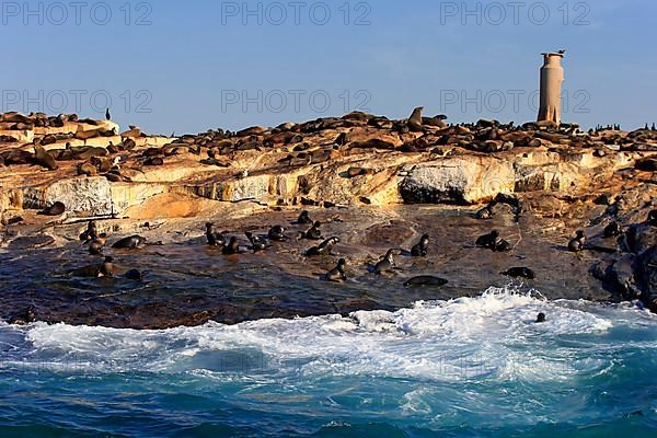 Cape fur seal