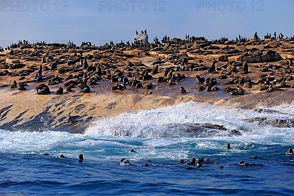 Cape fur seal