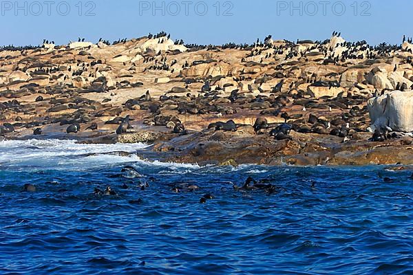 Cape fur seal