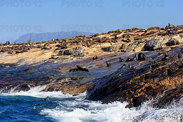 Cape fur seal