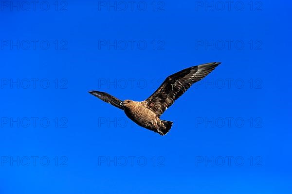 Subantarctic Skua