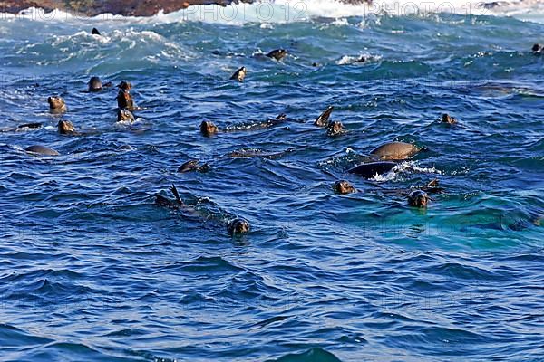 Cape fur seal