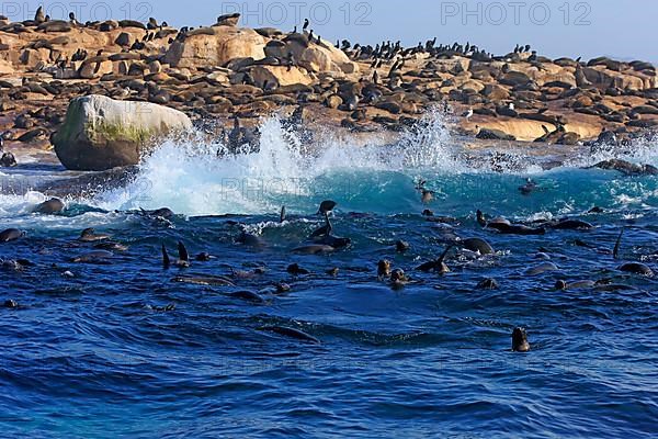 Cape fur seal