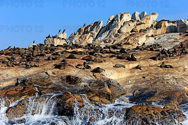 Cape fur seal