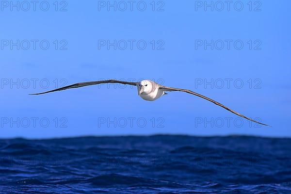 Shy Albatross