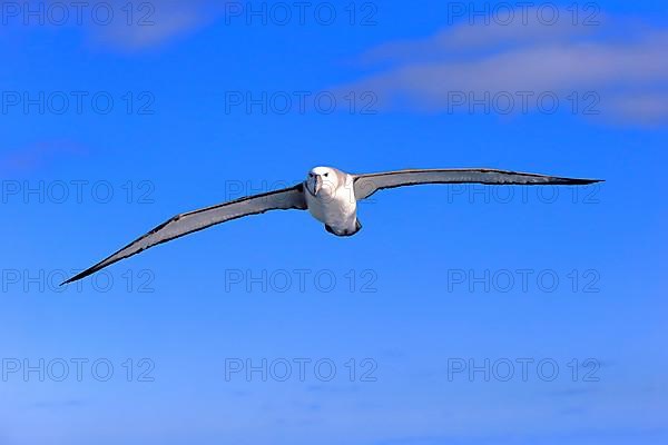 Shy Albatross