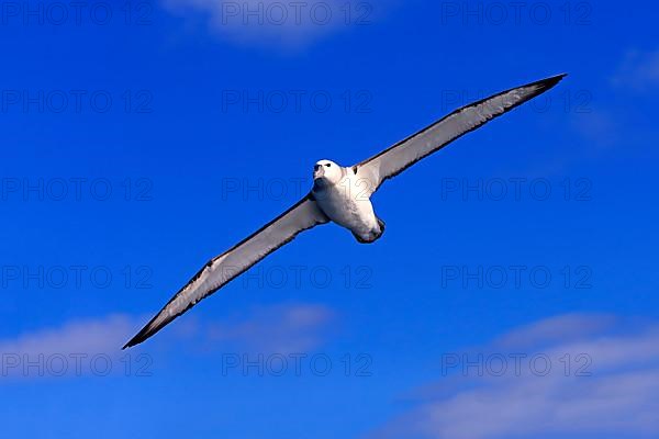 Shy Albatross