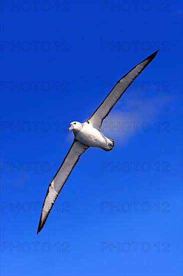 Shy Albatross