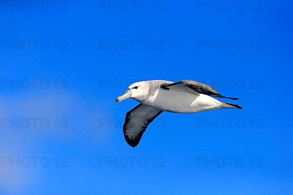 Shy Albatross