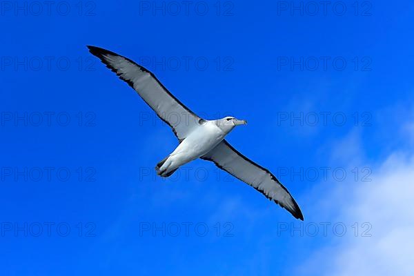 Shy albatross