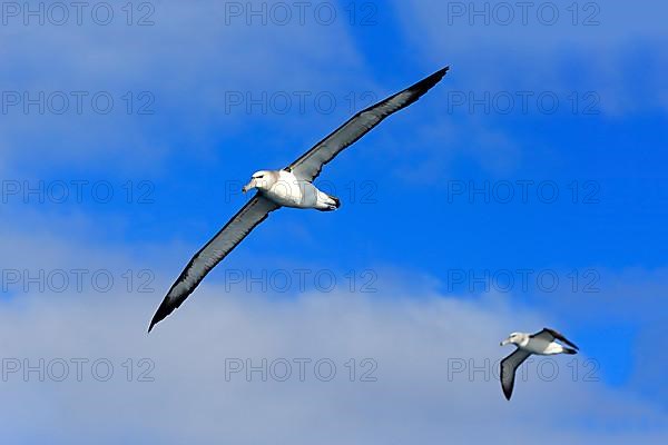 Shy albatross