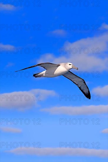 Shy albatross