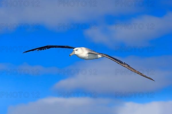 Shy albatross