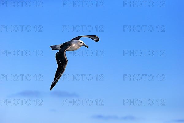 Shy albatross