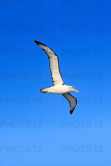 Shy albatross