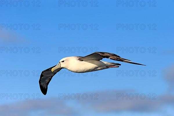 Shy albatross