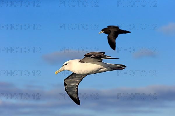 Shy albatross