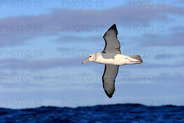 Shy albatross