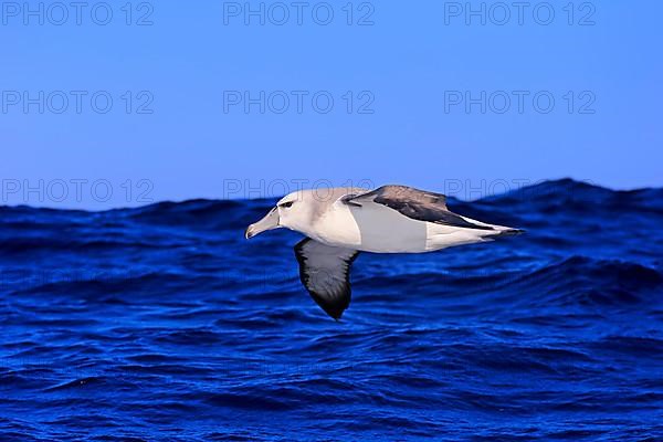 Shy Albatross