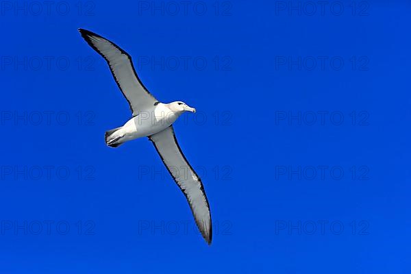 Shy Albatross