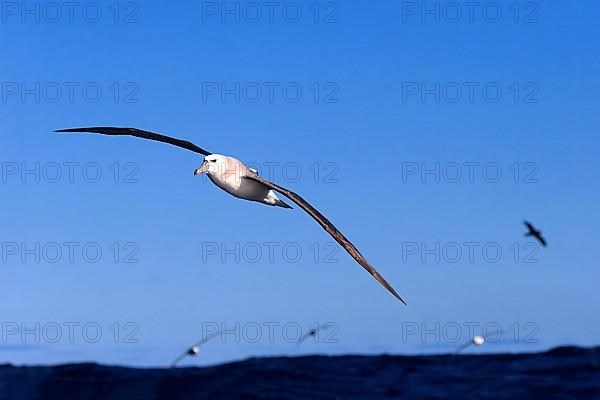 Shy Albatross