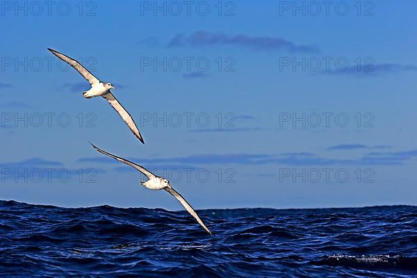 Shy Albatross