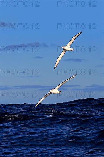 Shy Albatross