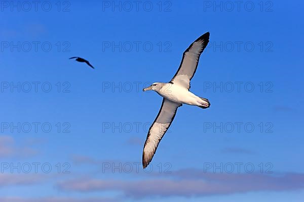 Shy albatross