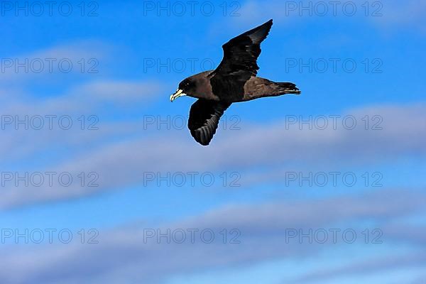 White-chinned petrel